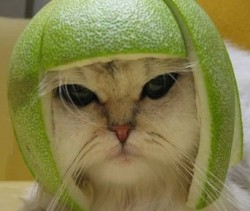 cat_lime_helmet.jpg