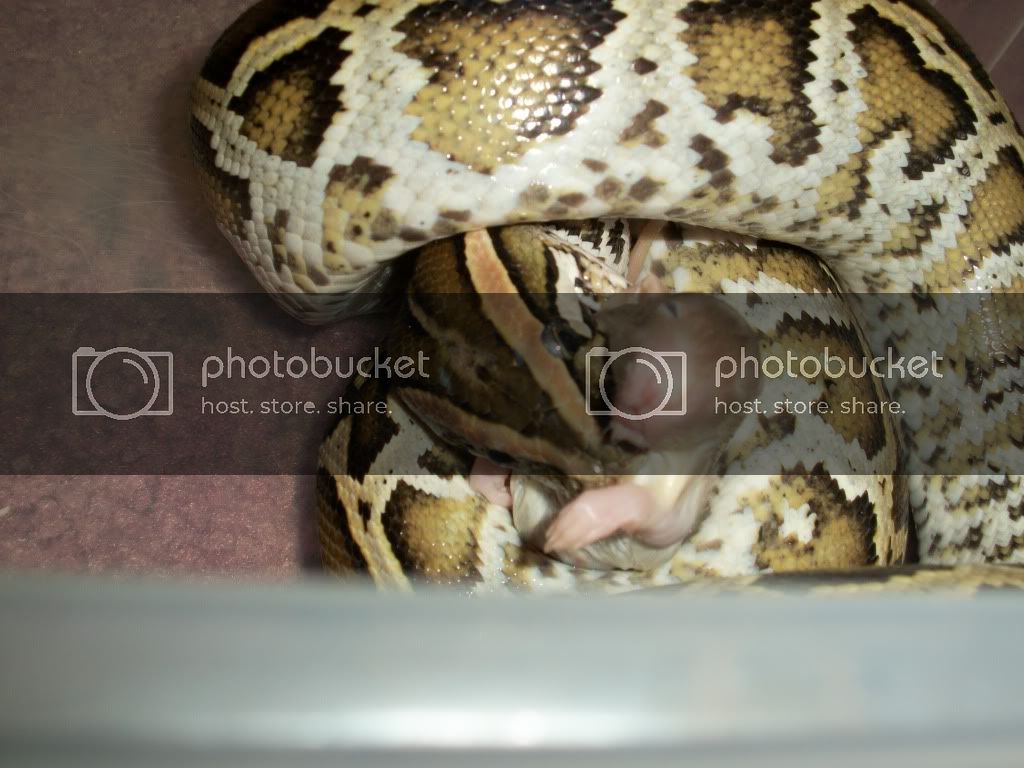 snake004.jpg