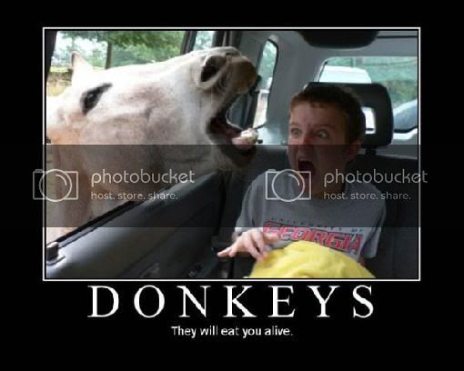 funny_donkey-419.jpg