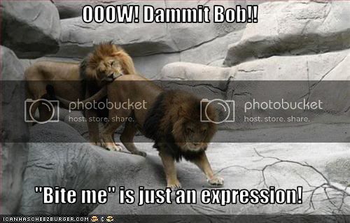 funny-pictures-lions-bite-eachother.jpg