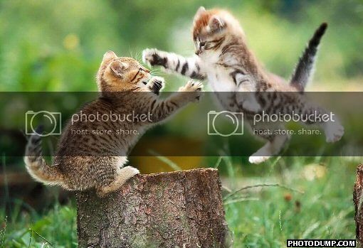 flying-cat-fight1_zps7d41c048.jpg